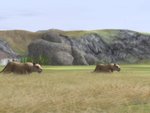 Wild Earth - PC Screen